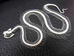 「緑の毒牙」 シロクチアオハブ 骨格標本