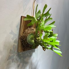 R-016 ビカクシダ　リドレイ　ワイルド株　Platycerium ‘ridleyi’
