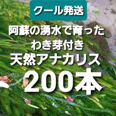 わき芽つき　クールで発送200本以上　阿蘇の湧水の育った水草   天然アナカリス