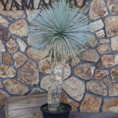 【現品１点物・高さ160cm】 ユッカ ロストラータ 13号鉢 【現品NO.6】 寄せ植え 鉢植え 地植え お洒落 可愛い 植木 苗木 観葉植物 インテリア ロックガーデン