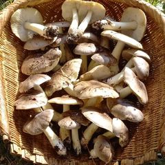 天然きのこ143　シモフリシメジ、クリタケ1.1kg