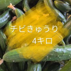本日終了‼️４キロ弱！　ちびきゅうり　チビきゅうり　もぎりきゅうり　摘果きゅうり　農家直送美味しいきゅうり！ ４キロ弱！ サイズバラバラ！ 曲がりきゅうり　訳あり　きゅうり　４キロ　4k