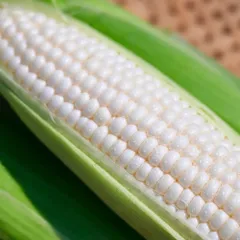 ななこママ様専用ページ