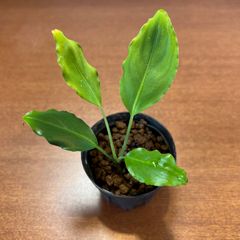 Aridarum sp. "Lamandau" Kalimantan tengah.【カミハタ便】2012.5