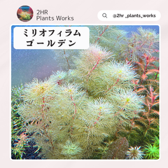 【希少】ミリオフィラム・ゴールデン　Myriophyllum mattogrossense golden　5本