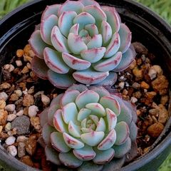 TY苗 ♥️白蓮華×ノバヒネリアナ♥️多肉 抜き苗 とっちゃん よめちゃん TY苗 ♥️白蓮華×ノバヒネリアナ♥️多肉 抜き苗 とっちゃん よめ