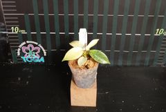 フィロデンドロン　フロリダゴースト　ミント　Philodendron Florida Ghost mint