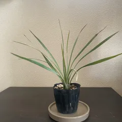 2025年最新】ユッカ リギダの人気アイテム - メルカリ