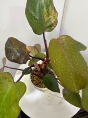 フィロデンドロン・ピンクプリンセス　斑入り　ピンク　観葉植物　インテリア　グリーン