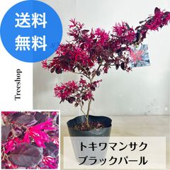トキワマンサク 【送料無料】 ブラックパール 15ｃｍポット 高さ0.3ｍ 幅0.3ｍ シンボルツリー 人気 生垣 常緑樹 庭木 苗木 植木 ※2025.5.1現在花は終わっています。