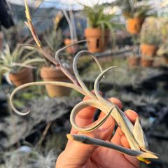 花芽＊ くりんくりんカーリースリムの親＊ チランジア インターメディア Tillandsia intermedia＊エアプランツ＠フラワーショップ江口