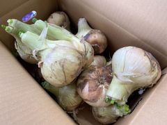 《残りわずか！ / 訳あり》淡路島『歩』新玉ねぎ　5kg【兵庫県淡路島産】