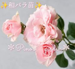 ✨ピンクの可愛い和バラ✨　切り花品種　バラ苗　挿し木