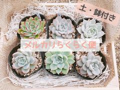 鉢·土付き]［メルカリらくらく便］🌵多肉植物 6種セット （バラ売り