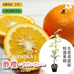 酢橙（スダイダイ）果樹