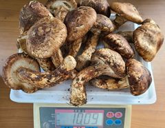 中国産3L~ L大【天然 開き 松茸 1kg】 秀品5~18本入