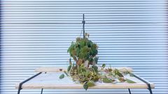 【観葉植物】フィロデンドロン・ミカンス　6号　吊り鉢　ハンギング