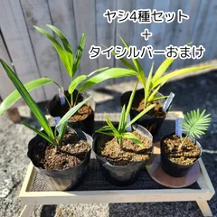 【レアソテツ】種子1粒　色々 2025年最新】ソテツ 種子の人気アイテム - メルカリ