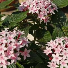 花サボテン【ロビビア】カキコ_M01_979 - メルカリ