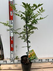 強い山椒苗 /スーパー朝倉山椒5号接木苗・強健台木