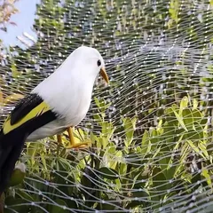 2024年最新】鳥よけネット ベランダ 透明の人気アイテム - メルカリ