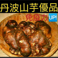 丹波山芋優品1キロ(山芋)