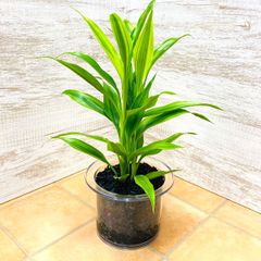 【観葉植物　ハイドロカルチャー】クリア150　炭植え　サンデリアーナイエロー