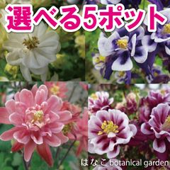 西洋オダマキ　ウィンキー　選べる5ポットセット　多年草　宿根草　ガーデニング　初心者向け　地植え　売れ筋　当店オススメ