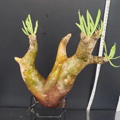 パキポディウム イノピナツム【希少・優良大株】※メルカリ便発送 パキポディウム イノピナツム【希少・優良大株】※メルカリ便発送