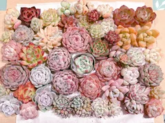 多肉植物寄せ植えセット