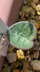 2025年最新】チレコドン シングラリスの人気アイテム - メルカリ