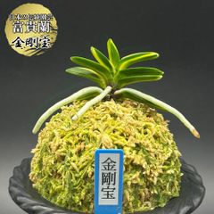 富貴蘭 風蘭 蘭 金剛宝 コンゴウホウ 1本立 【現品】 t762 フウキラン フウラン 送料無料