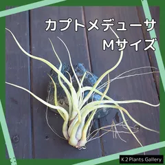 2025年最新】エアープランツ チランジアの人気アイテム - メルカリ