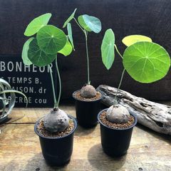 ポットごと♡ウィアンディ♡フィカス♡雲龍性♡観葉植物♡レア