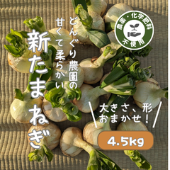 甘くて柔らかい新玉ねぎ（4.5kg）【農薬不使用】静岡県産