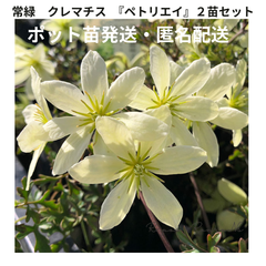 常緑　クレマチス：ペトリエイ　芳香性　蕾付き　２苗（3号ロング）常緑　宿根草　クレマチス　希少　春の花　季節の花　花壇