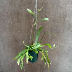 リプサリス　ラムローサ　レッドコーラル　①　現品　Pseudorhipsalis ramulosa cv. Red Coral. サボテン科 プセウドリプサリス属 森林サボテン ジャングルサボテン 観葉植物 観葉 植物  多肉植物  ハンギングにオススメ