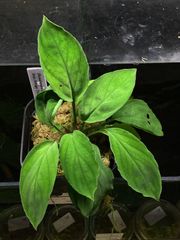 Homalomena sp. “Sunshine-HW ”GR from Sibolga timur【HW0517-01】サンシャイン緑葉HW