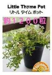 ＜ハーブの種＞リトルタイムポット　0.3ｍｌ　約1200粒　コンパクトサイズ 　鉢植え向きのクリーピングタイムの種