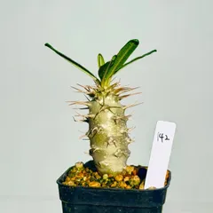 2025年最新】アンボンゲンセ 種の人気アイテム - メルカリ