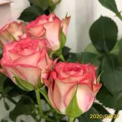 切り花　P2NNK3W1R3T3ピンクと白のコントラストが美しいSPバラ★挿木苗