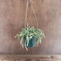 【サンプル】リプサリス　ピロカルパ　Rhipsalis pilocarpa エリスロリプサリス フロストシュガー 朝の霜 髭赤葦 森林サボテン ジャングルサボテン 観葉植物 観葉 植物 珍奇植物 珍奇 珍しい 多肉植物 多肉 カクタス サボテン グリーン
