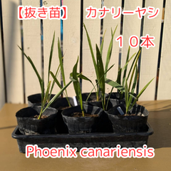 【抜き苗】カナリーヤシ　Phoenix canariensis　10本