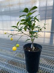 メキシカンライム（キーライム・ マナオ） 接木苗 メキシカンライム（キーライム・ マナオ） 接木苗 果樹