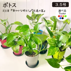 観葉植物 新生活 小さい ポトス グリーン 3.5号 選べる カラープラスチック鉢 鉢植え お祝い 誕生日 インテリア 卓上サイズ 室内植物 初心向け 黒2のサムネイル