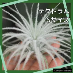 ご*ん様 チランジア22種 まとめ売り お買い得セット(メルカリ便にてお届けしま チランジア22種 まとめ売り お買い得セット 1品種追加しました