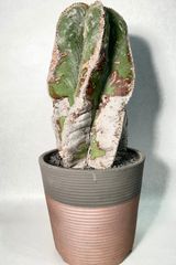 オペルクリカリア　パキプス　芽吹き株　塊根植物 検) グラキリス コミフォラ オペルクリカリア パキプス 芽吹き株 塊根植物 検) グラキリス