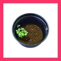 【スタッフおすすめ！】GEX メダカ元気 メダカ水景 ろ過する赤玉土 メダカ飼育用硬質加工 バクテリア配合 2.5L