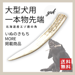 【クーポン発行中】大型犬用　一本物　先端　北海道産エゾ鹿の角　犬のおもちゃ　鹿の骨　F