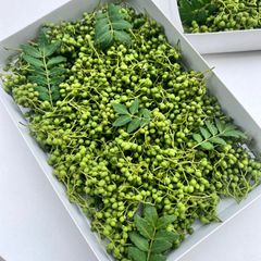 冷蔵発送　夢農場　実山椒　600g+60g　長野県産　朝倉山椒